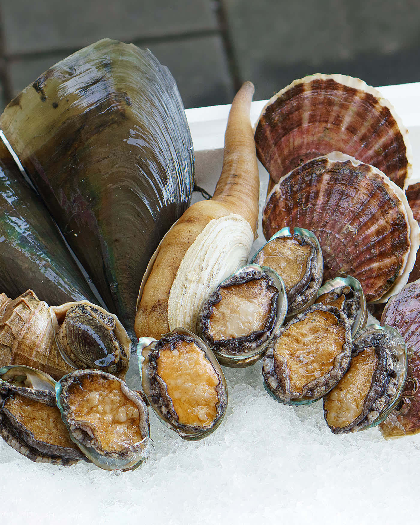 Shell